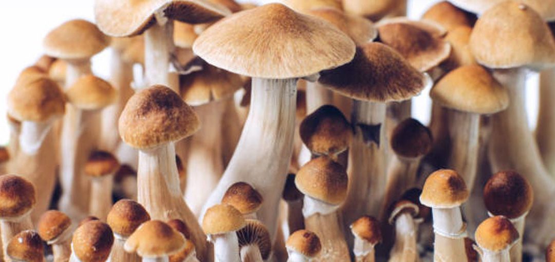 ¿Por qué se conoce al hongo Psilocybe Cubensis como la seta mágica?