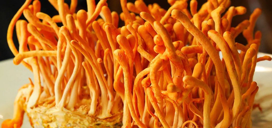 Todo lo que necesitas saber sobre el hongo Cordyceps y sus propiedades medicinales