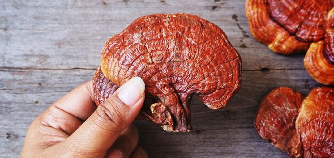 Reishi: El Hongo de la Inmortalidad y Bienestar