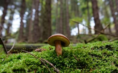 Los Hongos Pueden Curar, Cambiar Conciencias y Salvar el Planeta