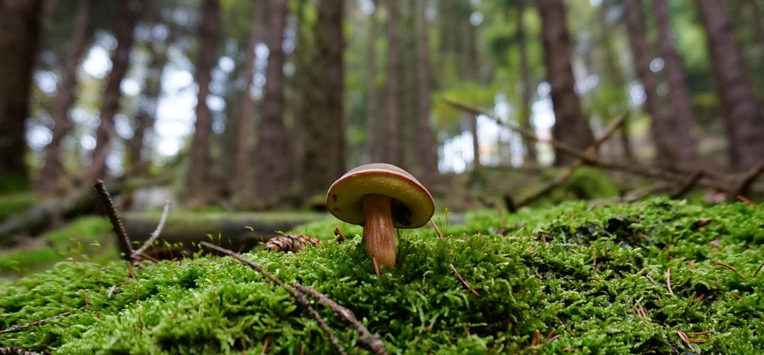 Los Hongos Pueden Curar, Cambiar Conciencias y Salvar el Planeta